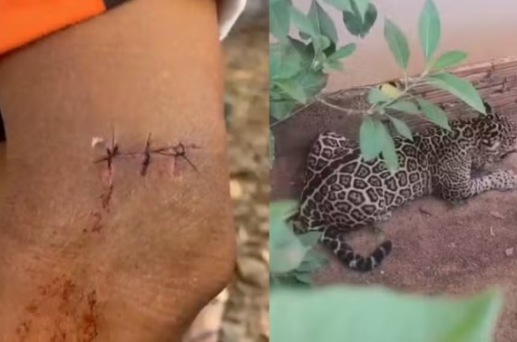 'Fui brigar com ela', diz homem arranhado por onça ao tentar impedir que animal entrasse em creche em RO