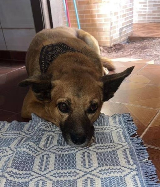 Homem é preso após matar cachorro com tiro de espingarda