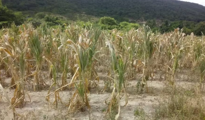 Produtores com perdas de 40% poderão acessar Garantia-Safra