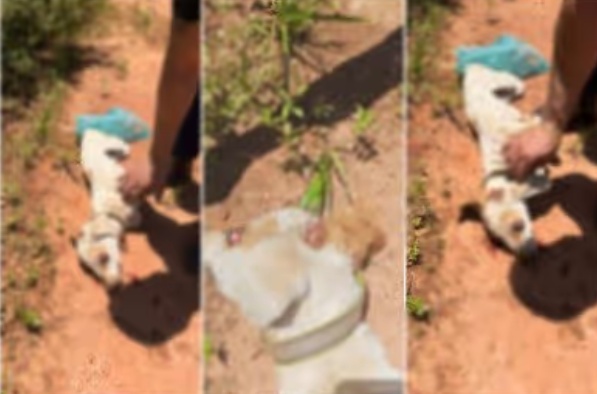 Homem é preso em rodovia após matar cachorro doente a pauladas em bairro de VG