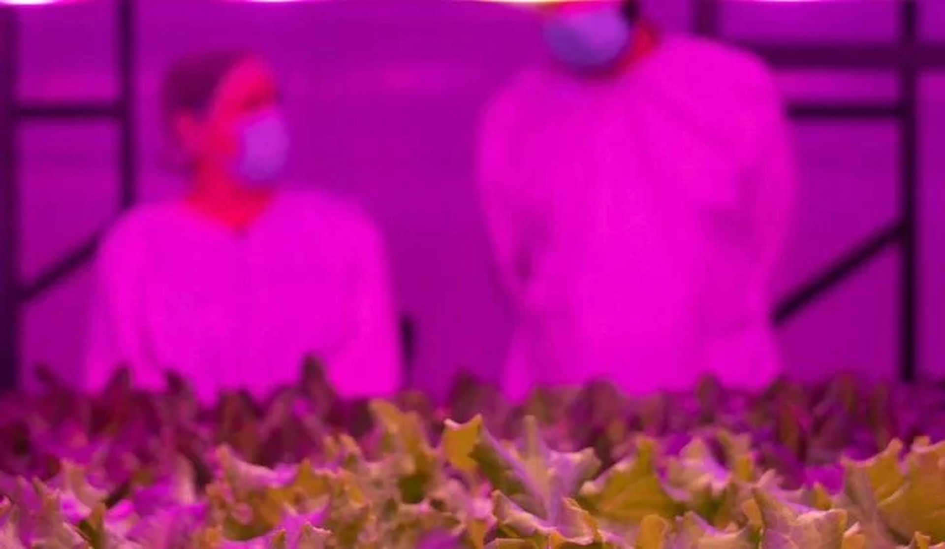 O que são Fazendas verticais e como produzem alimentos o ano todo sem terra nem sol
