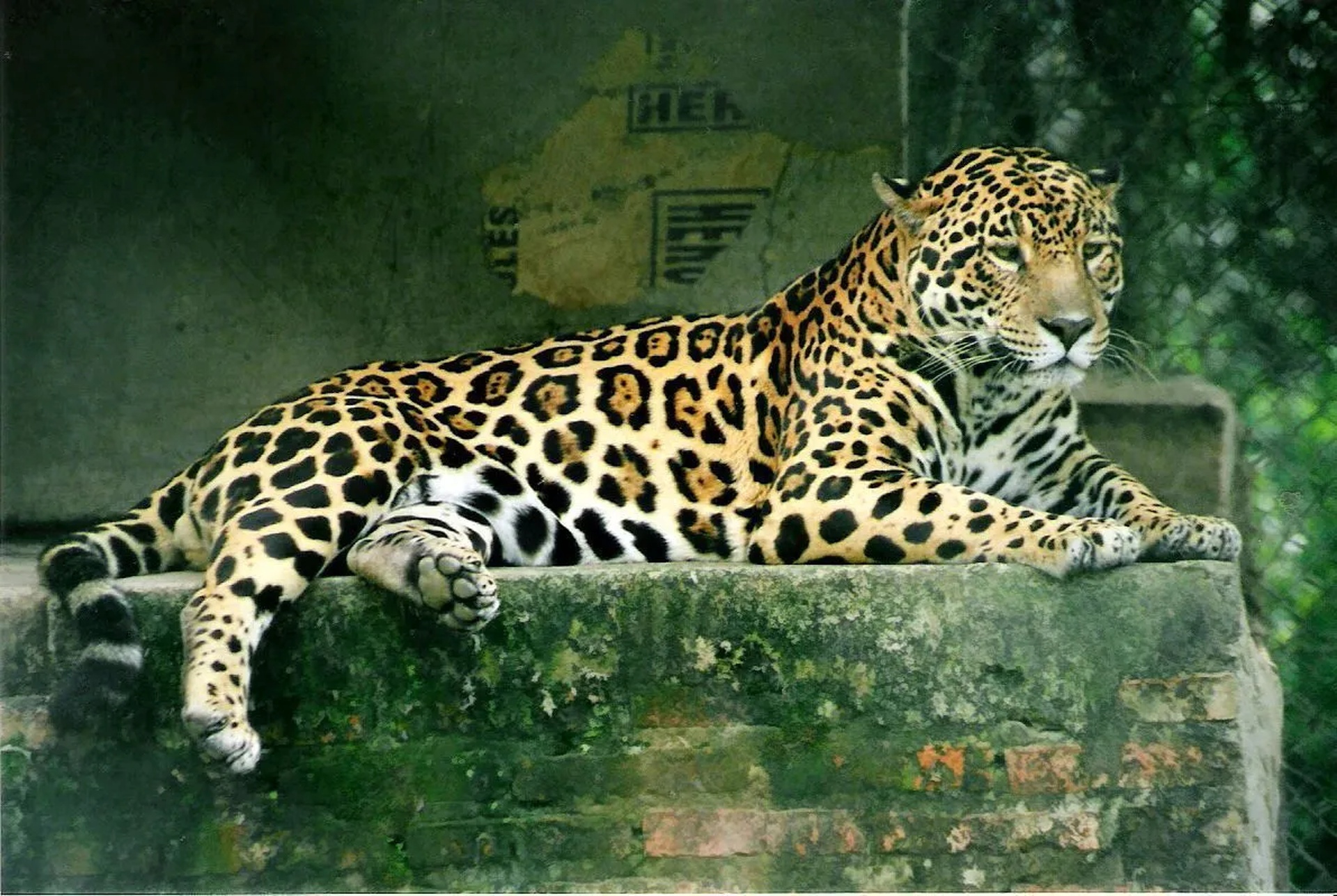 Homem é atacado por onça-pintada no Pantanal em MS