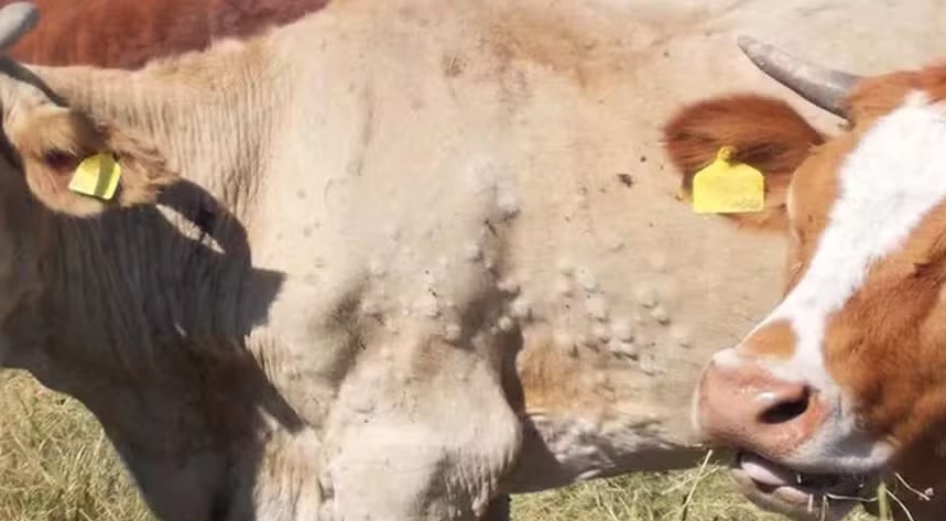 Como é a doença que está obrigando a Espanha a sacrificar parte do seu rebanho bovino