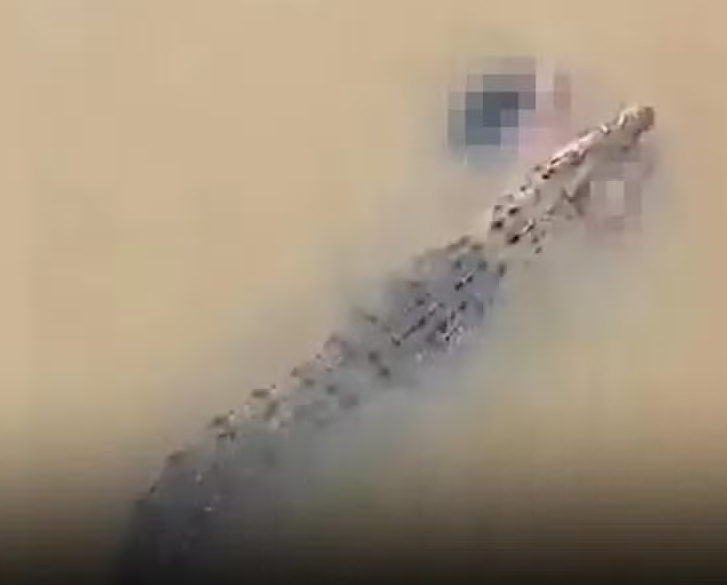 Crocodilo é visto nadando com o corpo de uma mulher na boca