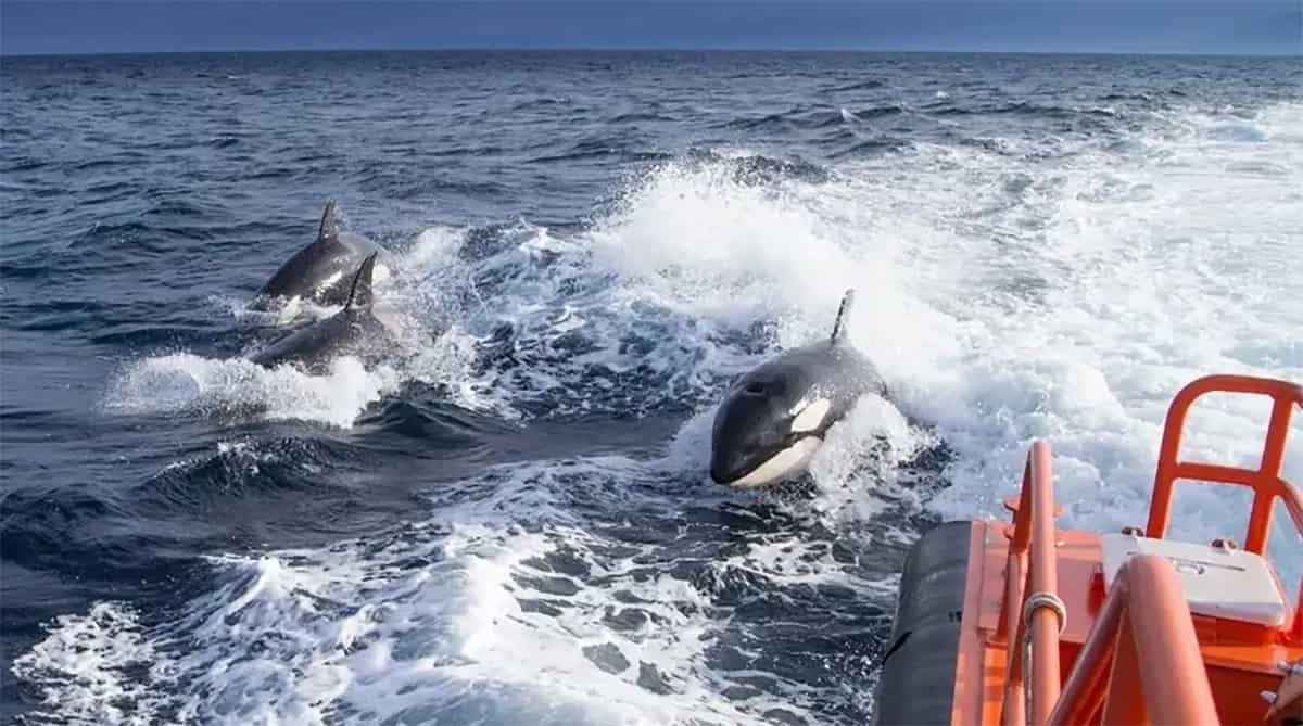 Família com três crianças é resgatada após orcas afundarem veleiro no litoral de Portugal