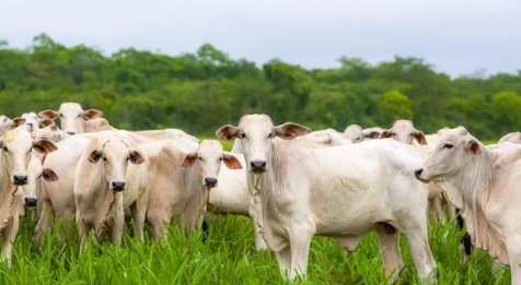 Exportações de carne bovina de MT para Argentina e Uruguai disparam em meio ao tarifaço de Trump