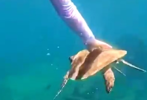 Turista é multada em R$ 10 mil por tocar em tartaruga-marinha em Fernando de Noronha