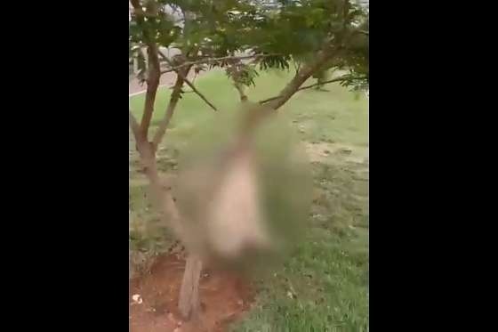 Cachorro é encontrado morto e pendurado em árvore no meio da rua em Sorriso