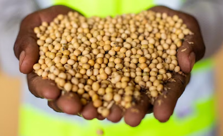 PIB da cadeia de soja e biodiesel deve crescer 11% em 2025