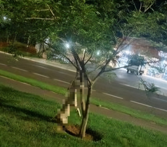Homem que amarrou cachorro em árvore é preso pela PM e diz que estava se defendendo