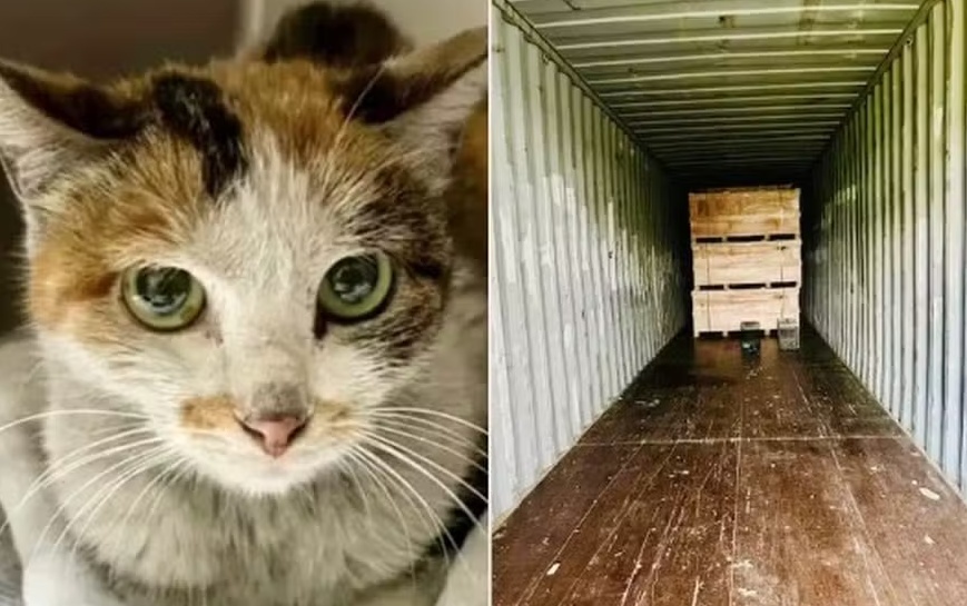 Gata sobrevive a viagem de 13 mil km da China aos EUA após entrar em contêiner: 'Milagre'