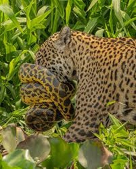Sucuri se enrola no focinho de onça durante ataque no Pantanal