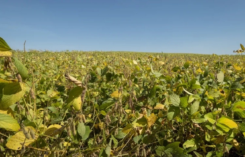 Com liderança do Mato Grosso, plantio da soja avança no Brasil — mas La Niña entra no radar