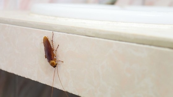 Mulher tenta queimar barata, fogo se espalha e mata vizinha