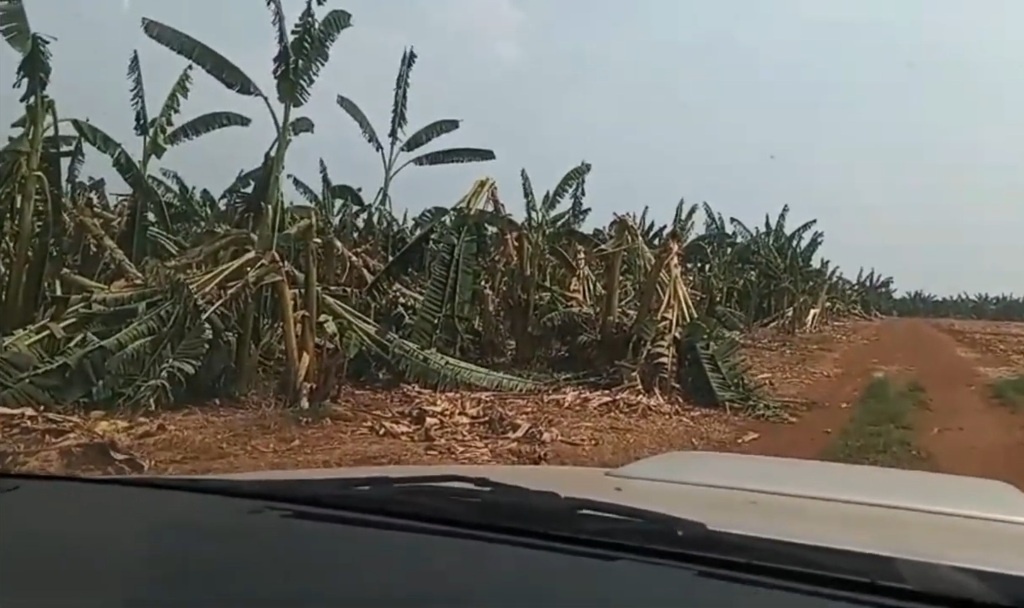Vendaval destrói plantação de banana. Prejuízo de R$ 10 milhões