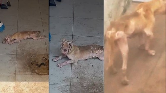 Mulher é presa por maus-tratos a pitbull em MT