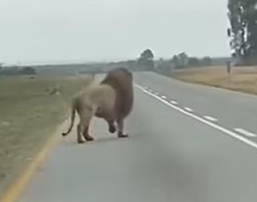 Leão foge pelo teto de caminhão em movimento e cena surpreende motorista