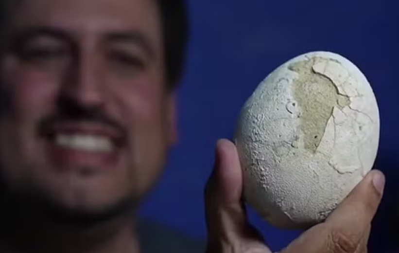 Ovo de dinossauro de 70 milhões de anos é encontrado em perfeito estado na Argentina