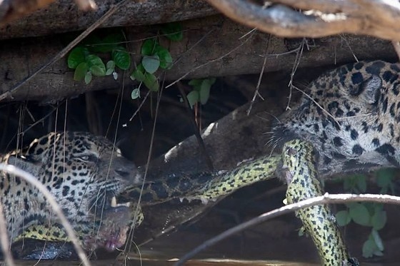 Duas onças travam ''cabo de guerra'' com sucuri em parque do Pantanal