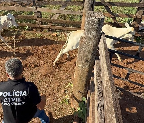 Operação recupera 76 cavalos e bois furtados em MT