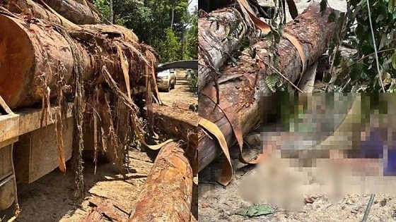 Jovem morre após ser atingido por tora de madeira em fazenda de MT