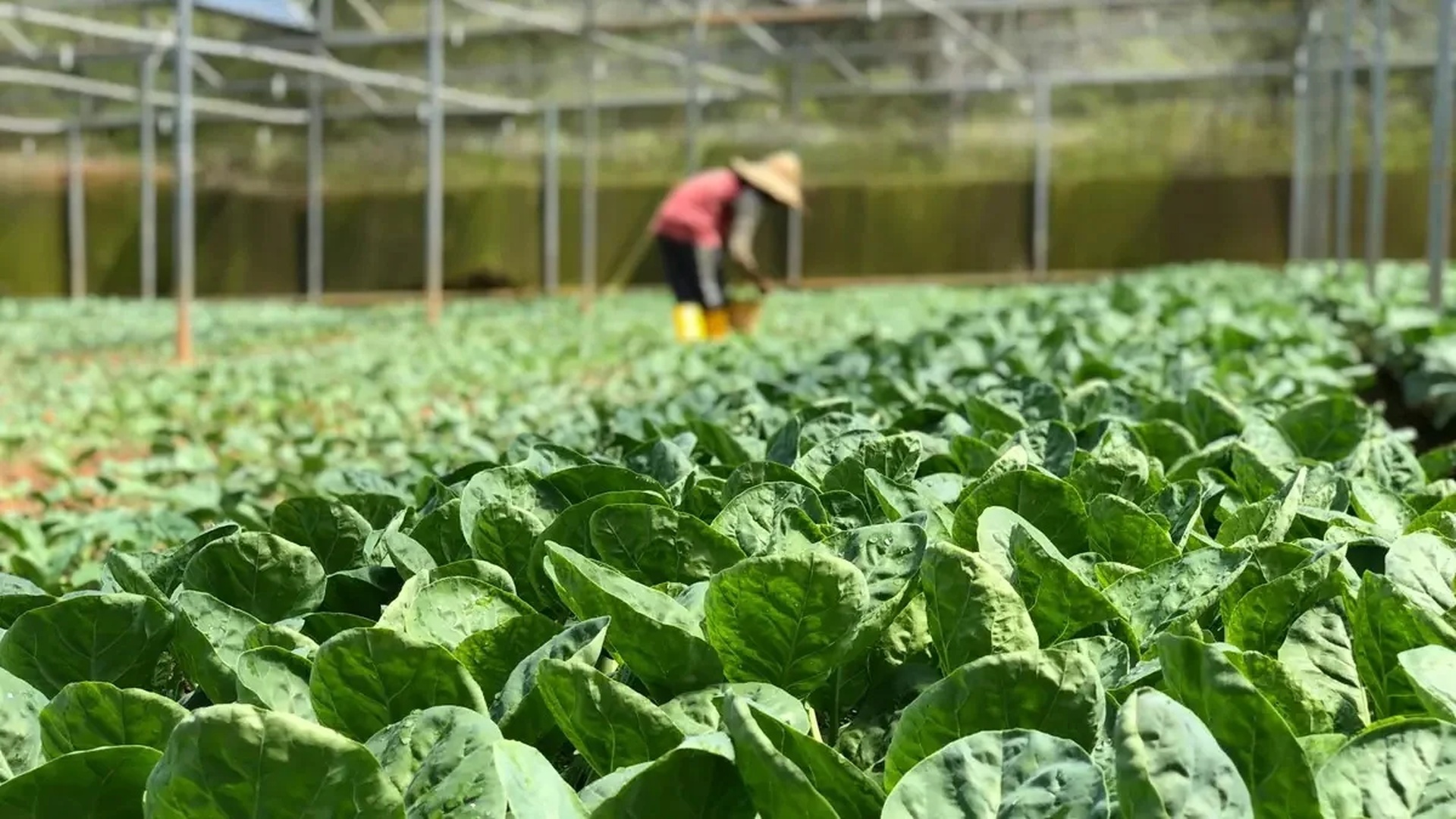 Índice do agro acumula queda de 8,7% no ano na B3; veja ações com maiores perdas
