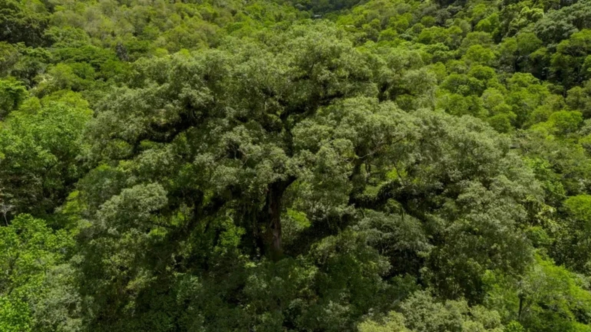 Mata Atlântica perde 2,4 milhões de hectares em 40 anos