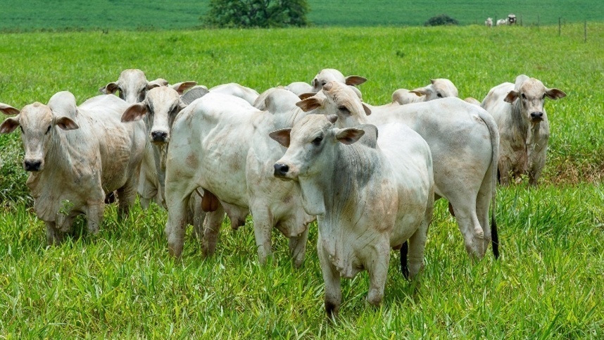 Com maior rebanho de gado, Mato Grosso sedia Congresso Mundial da Carne pela 1ª vez no Brasil