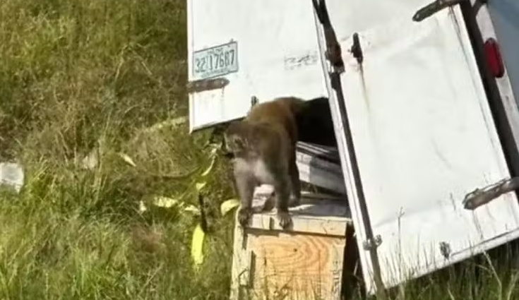 Macaco com hepatite, herpes e Covid-19 foge após acidente e alarma autoridades nos EUA: 'Não toquem'