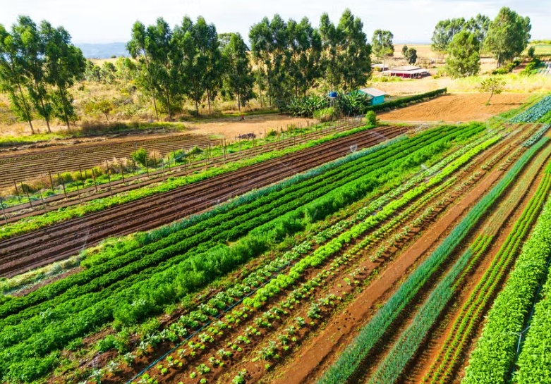 Acesso à assistência técnica para todos os produtores demanda até R$ 10 bilhões