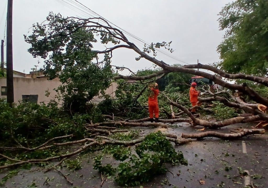 Corpo de Bombeiros registra três ocorrências de queda de árvore após chuva de ontem em Sinop
