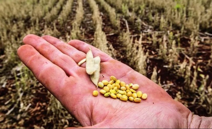 Seguro rural deve recuar 2,7% em 2025, mas há expectativa de recuperação em 2026, diz CNseg
