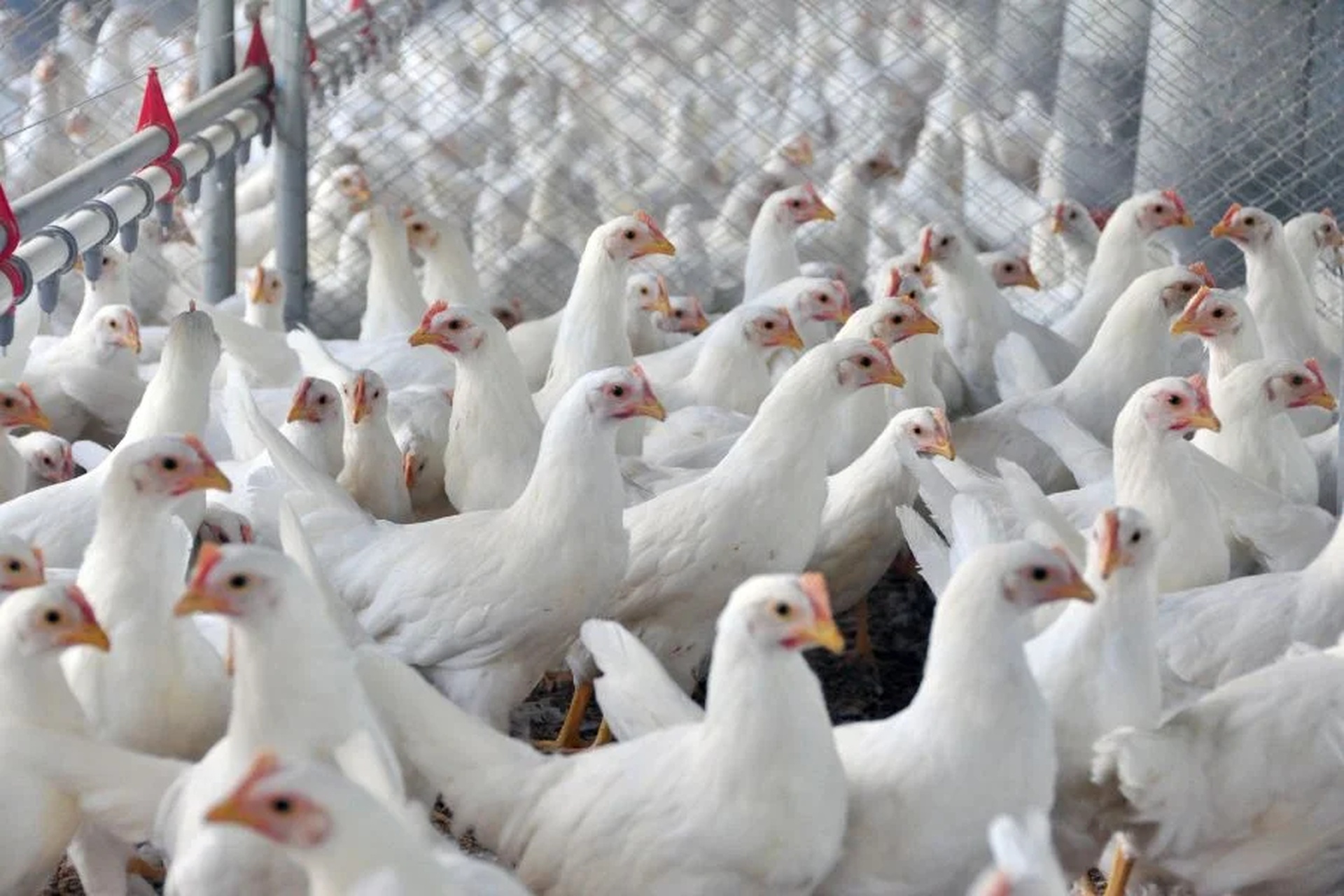 China encerra proibição de importações para o frango brasileiro