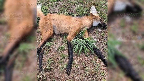 Lobo-guará é encontrado morto às margens da MT-235 em Nova Mutum