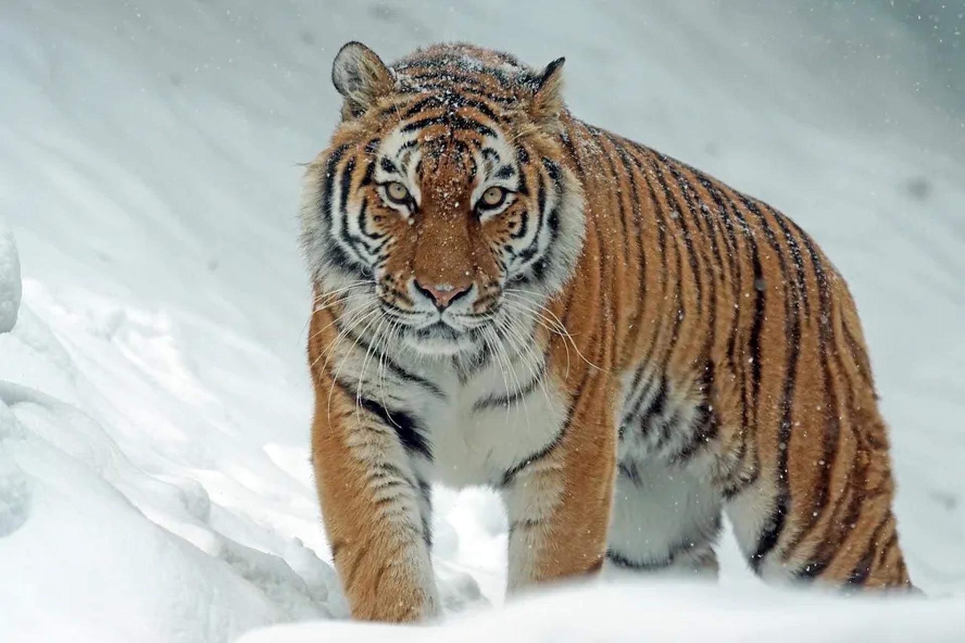O que está por trás da onda de ataques de tigres e ursos na Rússia e no Japão