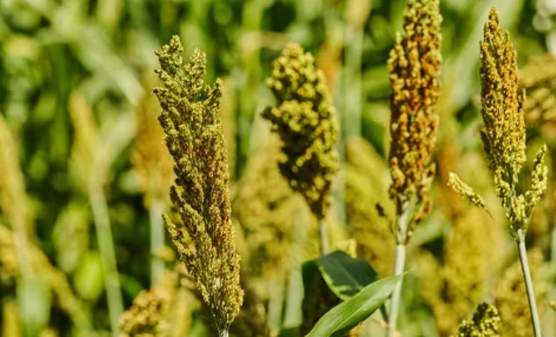 MT habilita 8 unidades para exportação de coproduto do etanol de milho e sorgo à China