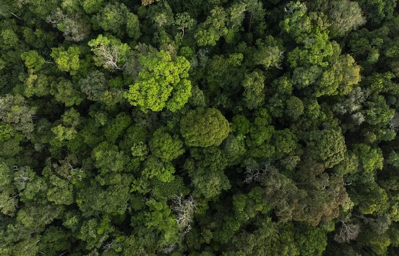 Meio ambiente deve pesar nas eleições de 2026, aponta pesquisa