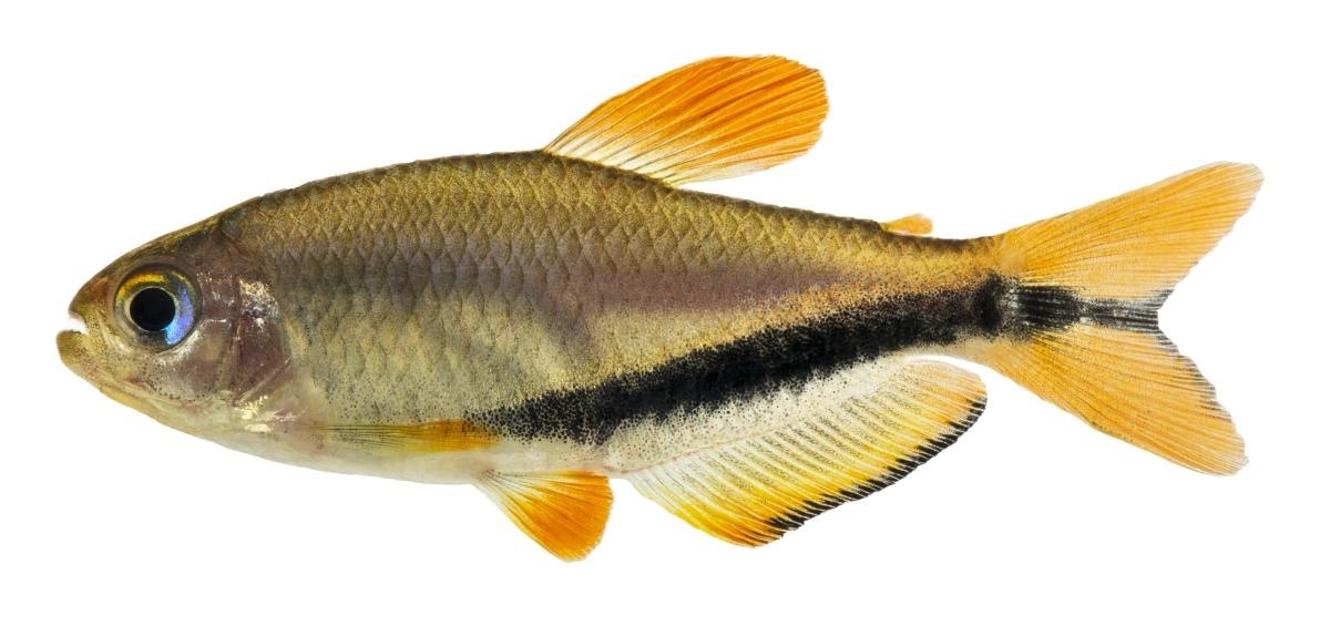 Nova espécie de peixe raro é identificada em rio do Estado; conheça