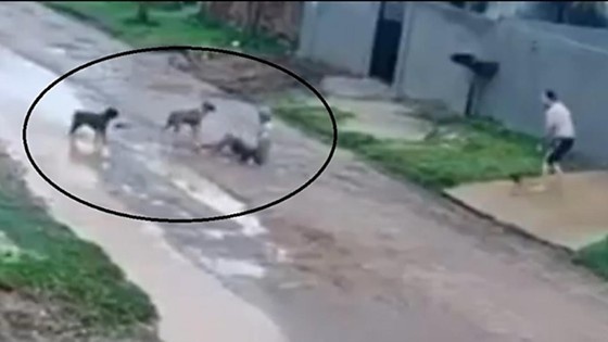 Idoso é atacado por Pitbulls no meio da rua em MT