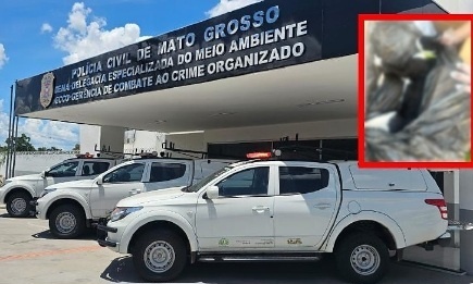 Polícia abre inquérito para investigar mortes de gatos no Alphaville 2 em Cuiabá