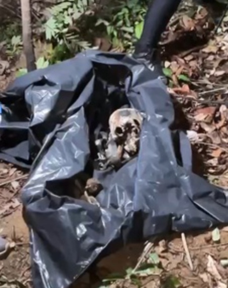Ossada é localizada em região de mata em Sinop