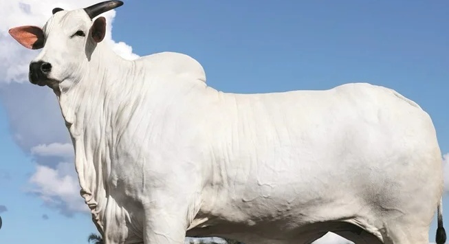 Conheça Donna, a vaca brasileira de R$ 54 milhões e mais valiosa do mercado