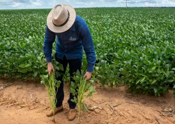Preço da soja sobe no Brasil com produtores retraídos nas negociações