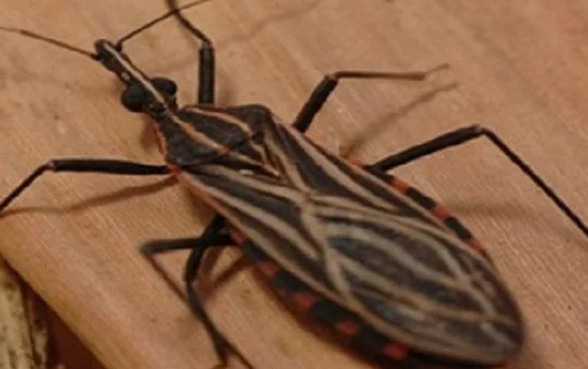 4 milhões têm a doença de Chagas, mas seguem sem diagnóstico e assistência no Brasil