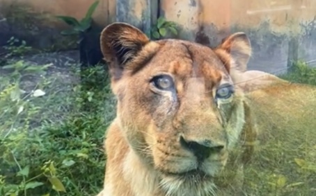 Vídeo mostra momento em que homem entra em jaula de leoa, é atacado e morre, em zoológico na Paraíba