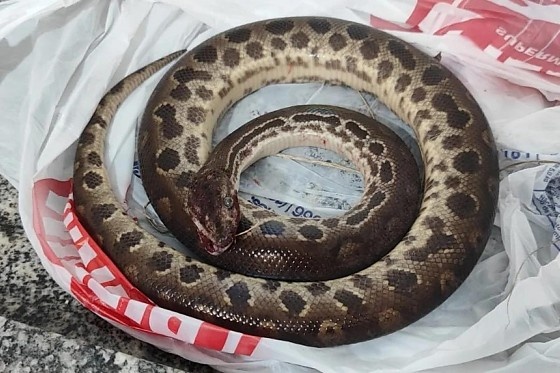 Homem morde sucuri depois de ser atacado pela cobra