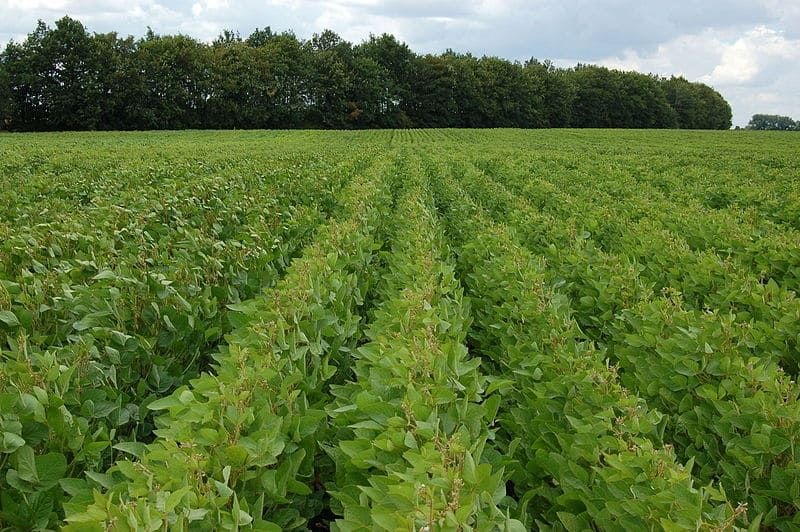 Grupo Manso aprova plano com maioria dos credores e garante vantagens a fomentadores