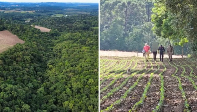 Mulher desaparecida há sete meses é encontrada a 1,1 mil km de casa, em área de mata no Paraná