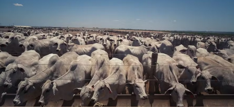 Confinamento ainda promete margens atrativas para 2026
