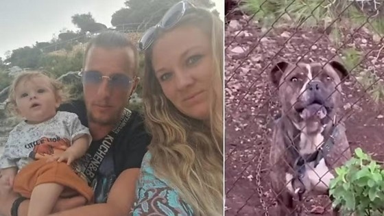 Menino de 2 anos é morto por pitbull que os pais haviam recolhido das ruas e adotado